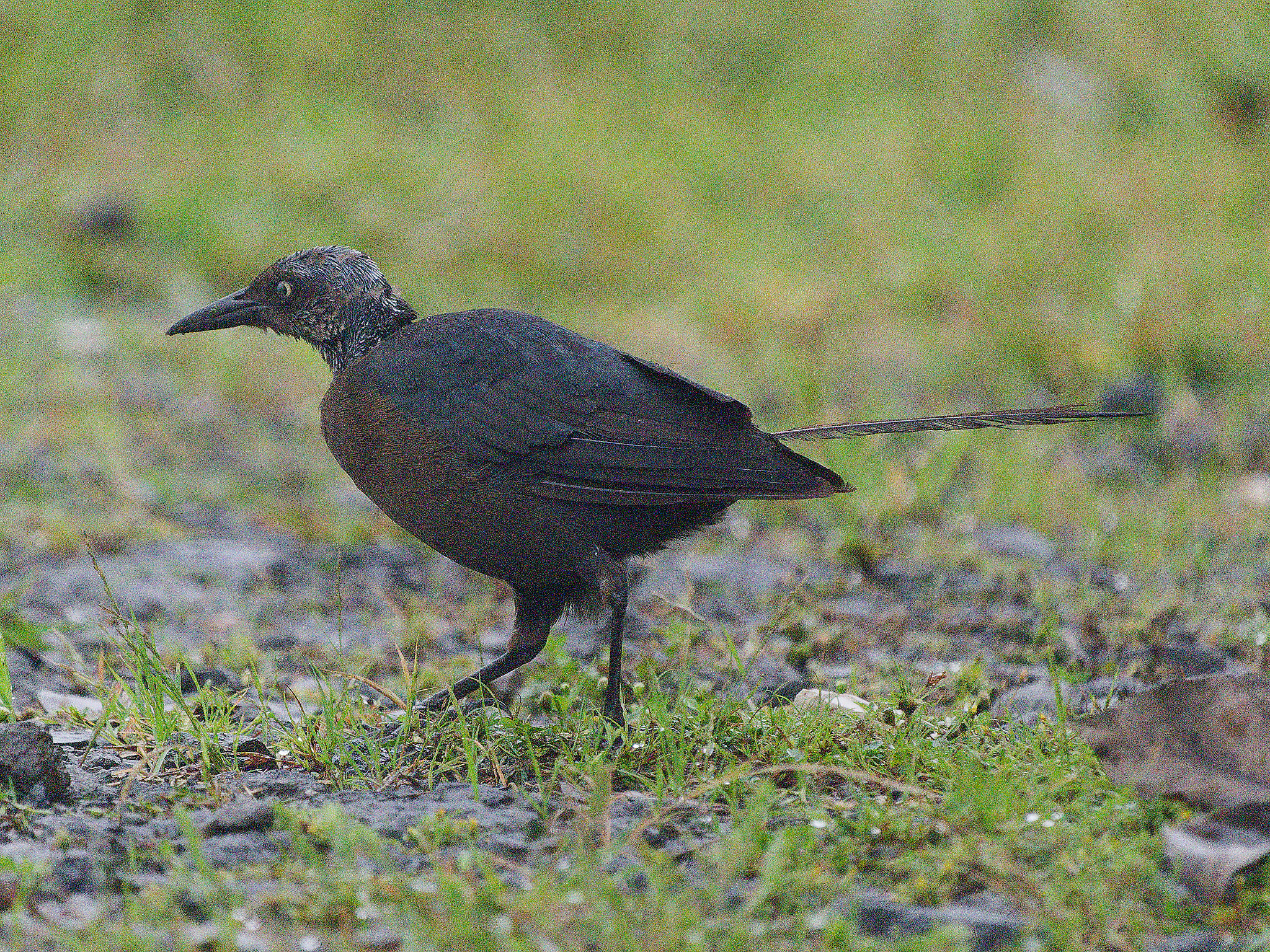 Quiscalus mexicanus / Great‑tailed grackle / Langstaarttroepiaal